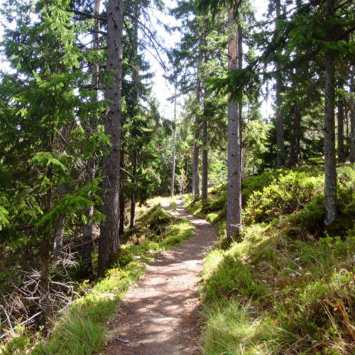 balade en for�t en suisse Romande