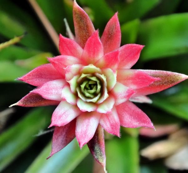 Belle plante grasse avec fleur rose