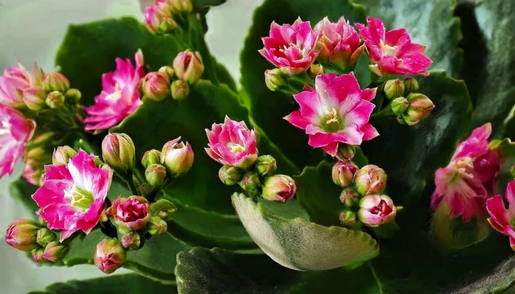 plante grasse Kalanchoe � fleurs roses