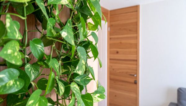Pothos sur un claustra